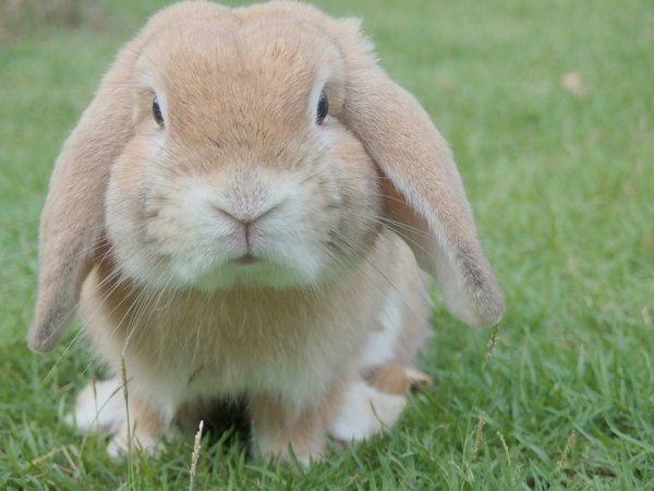 What Are the Best Tips for Traveling with a Pet Rabbit?