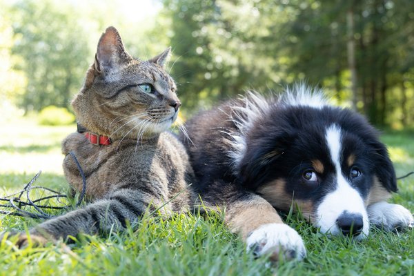 How to Safely Introduce a New Dog to a Home with Cats?