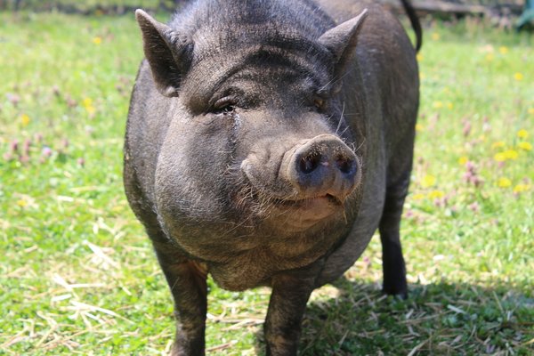 How to Create a Balanced Diet for a Pet Pig with Weight Management Issues?